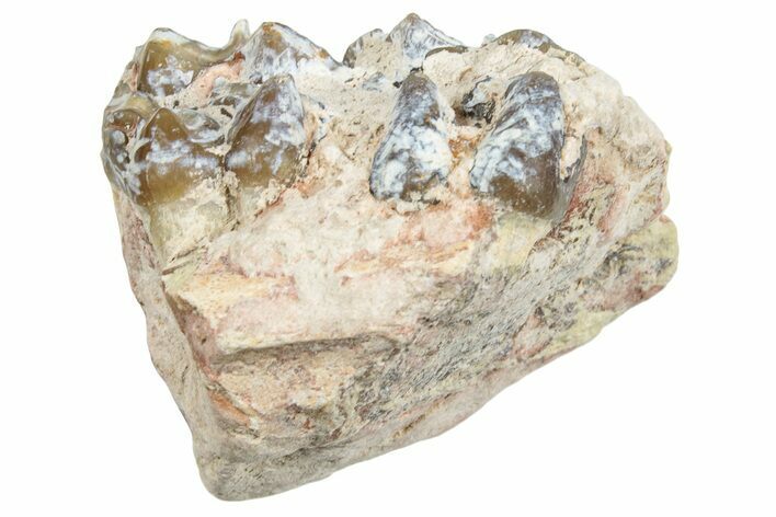 Fossil Horse (Mesohippus) Jaw Section - South Dakota #254950